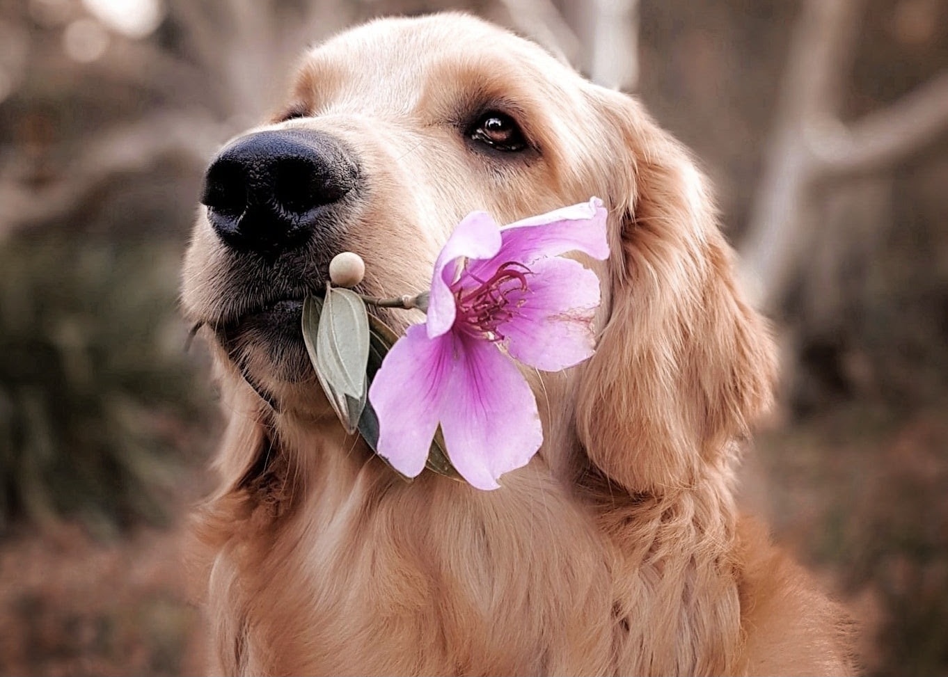 花を咥える犬