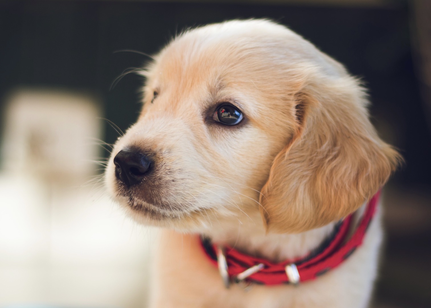 犬を放し飼いにするのはちょっと待って 購入後にするべきトイレのしつけ えぶりワンっ Com