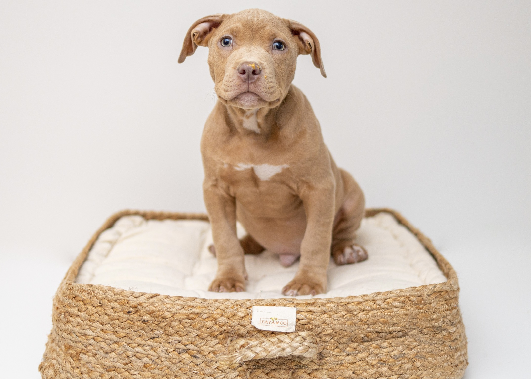 子犬を飼う前に準備する物とは 必ず必要な物とあったら便利な物を紹介 えぶりワンっ Com