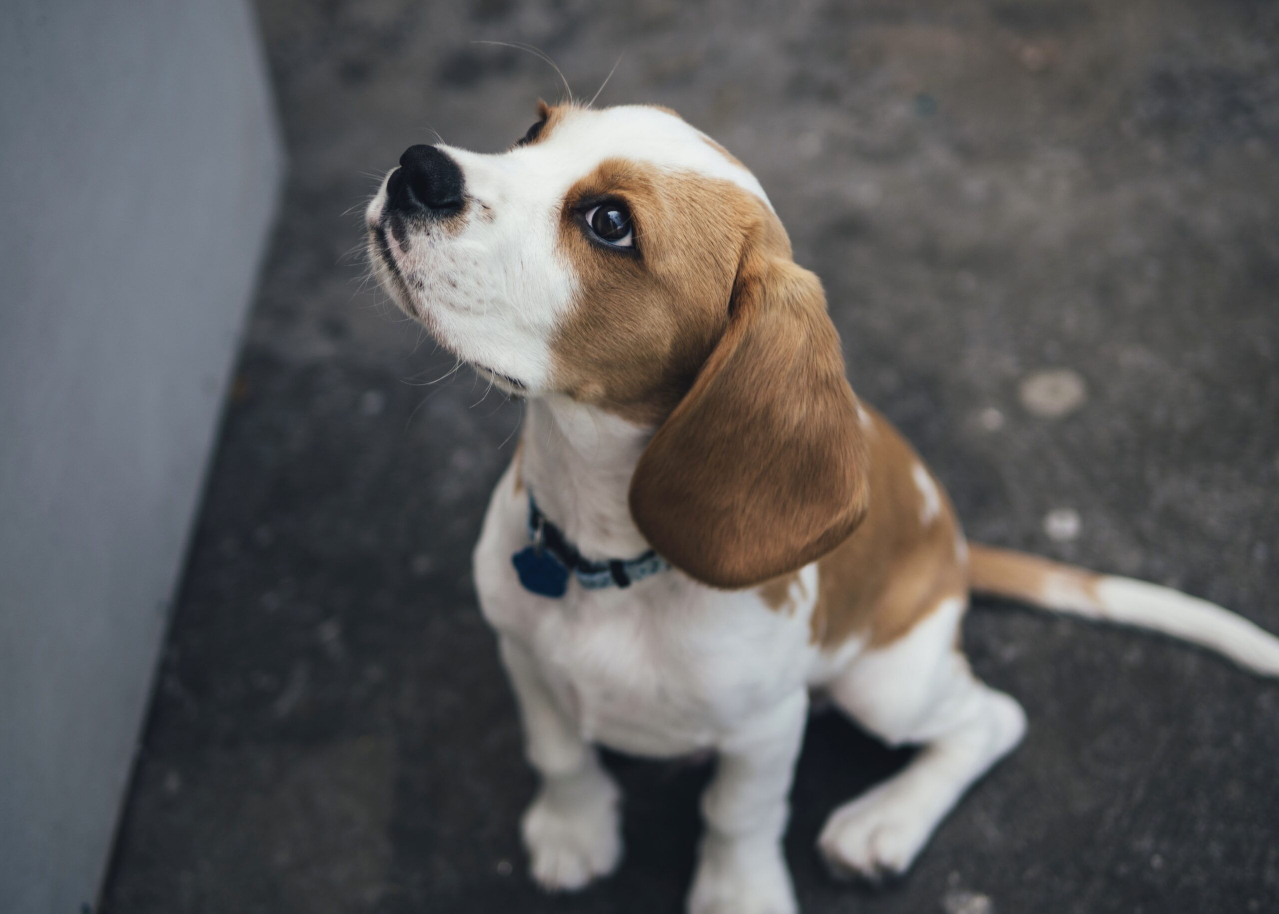 愛犬の噛み癖を防ぐ 噛まないしつけ方法 えぶりワンっ Com